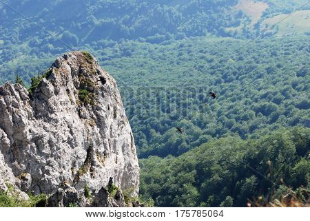 Yellow-billed chough, (Pyrrhocorax graculus) group, fly under a mountain peak