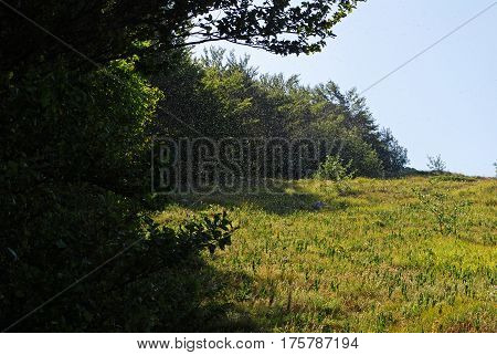 Swarm of mosquitoes on edge of the forest in sunny day