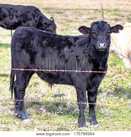 Black Angus crossbred calf standing behind a barbed wire fence