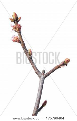 Manchurian cherry (Prunus maackii). Spring branch isolated on white background