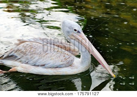 Grey pelican or Pelecanus philippensis on a lake water in sunny day Kuala Lumpur Bird park, Malaysia. One pelican swimming in the pond. Reflection in the water.