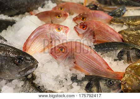 Large-eye dentex or Dentex macrophthalmus on ice for salle in the greek fish market on the background of other fishes. Horizontal. Close up.