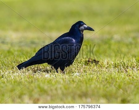 Rook In Grassland