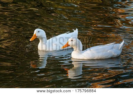 A pair of ducks swimming in a lake.