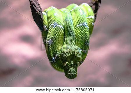 Birmingham Alabama USA - February 24 2017: An Emerald Tree Boa Corallus caninus hangs suspended on a vine.