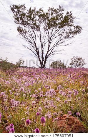 Pink Mulla Mulla Wildflowers blooming in Australian Outback with tree in background
