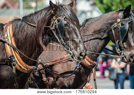 Brown workhorse heads pulling against their harness.