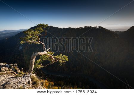 Sokolica most famous tree in Pieniny Mountains Poland