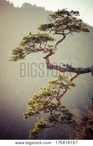Sokolica most famous tree in Pieniny Mountains Poland