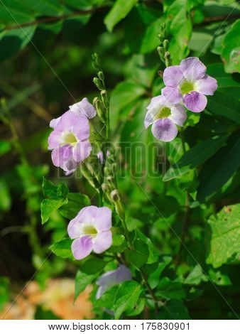 Laurel Clockvine, laurel-leaved thunbergia, blue trumpet vine, kar tuau, rang jeud, or Thunbergia laurifolia