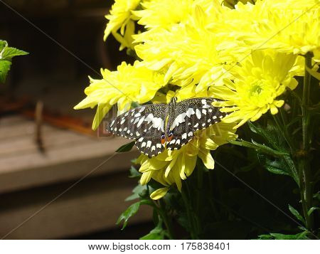 black and white butterfly on a yellow flowering plant
