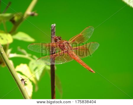 orange dragonfly highlighted against a green background