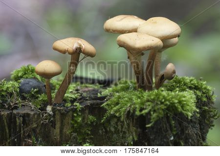 Sheathed woodtuft on an old stump closeup