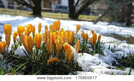 yellow crocus flora in garden snow europe