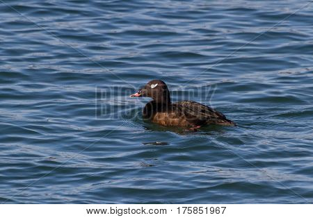 White-winged Scoter water bird in bc canada