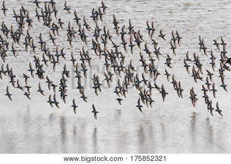 Dunlin flying over sea in bc canada