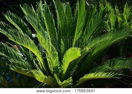 background of tropical lush green plant with tropical fronds