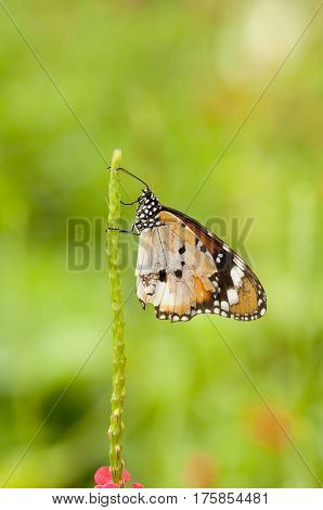 Plain tiger butterfly (Danaus chrysippus form alcippoides) with broken wing is resting a plant