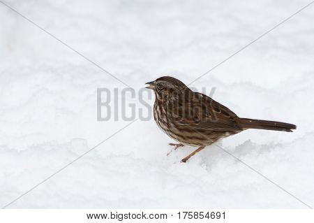 a Song Sparrow on white snow ground
