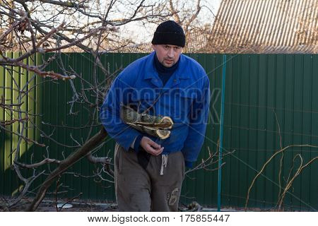 Gardener lifts a large branch of a tree