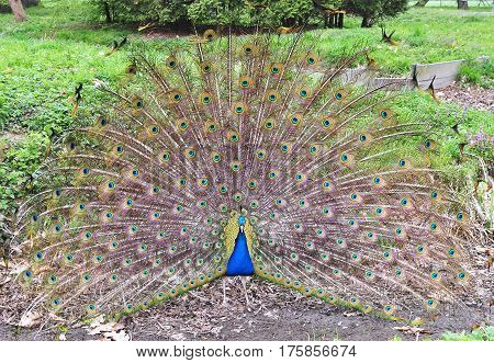 peacock bird with wide opened tail in garden of Kromeriz town