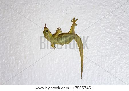 House small lizard on the gray wall