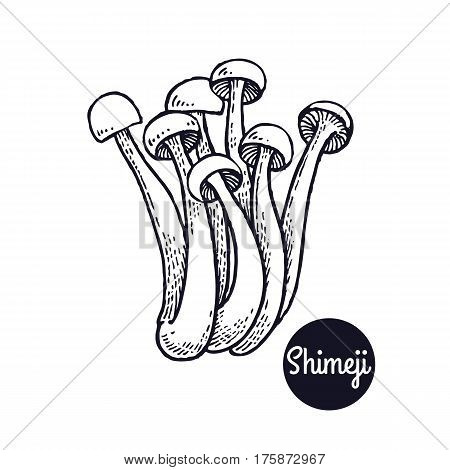 Hand drawing a gourmet mushroom Shimeji. Style Vintage engraving. Vector illustration art. Graphics in black ink on a white background. Isolated objects of nature. Cooking food design.