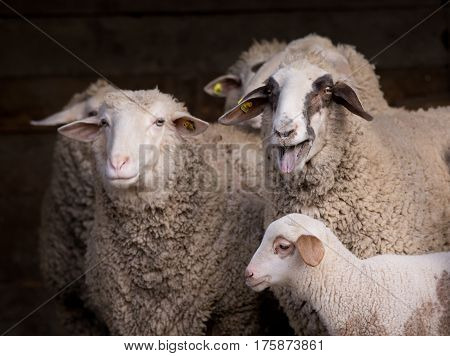 Sheep Flock In Barn