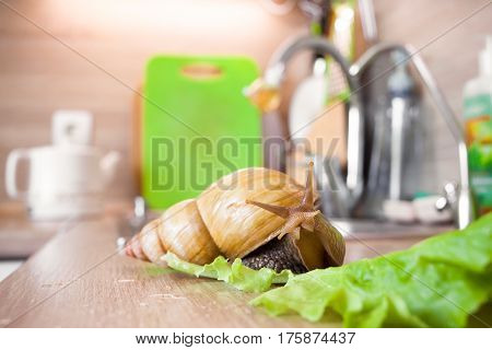 Giant african snail Achatina in the kitchen