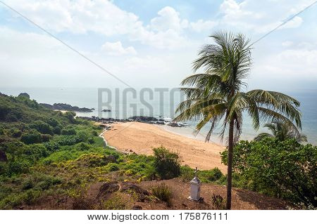 Goa beach. beach Vasco da Gama. the palm tree in the foreground against the background of the beach and sea