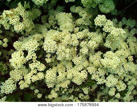 Viburnum
There is a hedge with blooming viburnum.