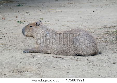 Capybara - Kapibara (Hydrochoerus hydrochaeris), the largest living rodent in the world