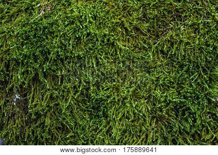 Green moss and lichen texture and background. Mossy wood background. Abstract texture and background for designers. Mossy texture. Closeup view of green moss and lichen.