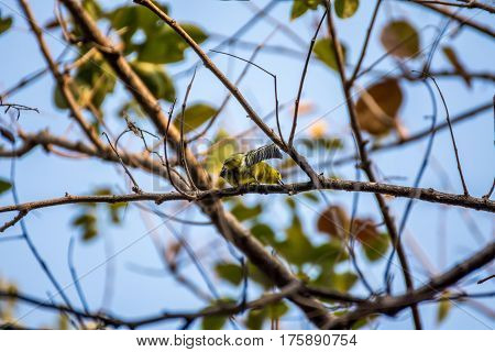Bird (common Iora) On A Tree