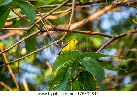 Bird (common Iora) On A Tree