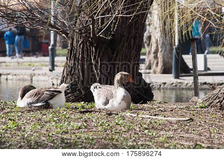 Grey Goose Standing in Backyard Naturally. Greylag goose in the meadow.