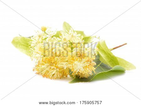 Linden (also known as lime and basswood) flowers