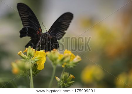 Stunning Scarlet Swallowtail Butterfly On Bright Yellow Flower With Other Butterfly Flying In Backgr