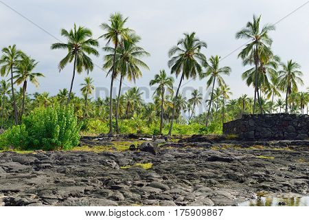 Coconut Palm Trees On Mixed Sand And Lava Beach, Puuhonua O Honaunau Place Of Refuge National Park,