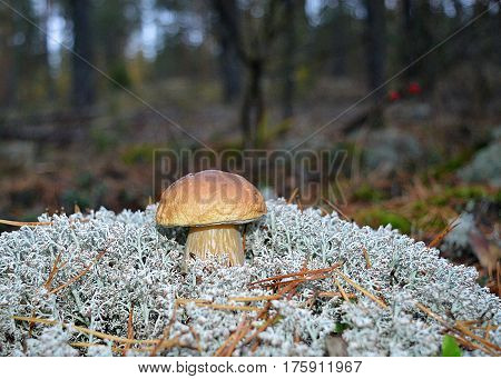 mushroom forest moss grass macro brown food