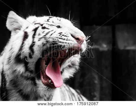 Roaring white tiger portrait. Black and white image.
