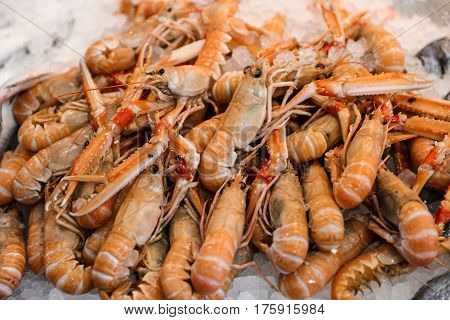 Freshly caught scampi or Norway lobster, Nephrops norvegicus on the counter with ice at the greek fish market for sale. Horizontal. Close up. Selective focus.