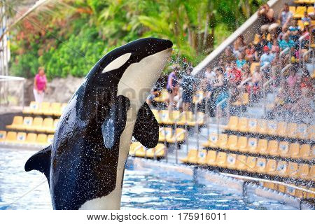 Killer whale in Loro Parque, Tenerife