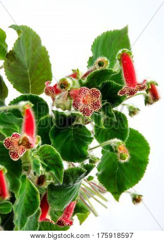 Red Yellow Kohleria Flowers, Green Plant, Close Up