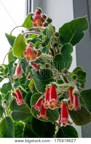 Red Yellow Kohleria Flowers, Green Plant, Close Up