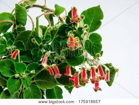 Red Yellow Kohleria Flowers, Green Plant, Close Up