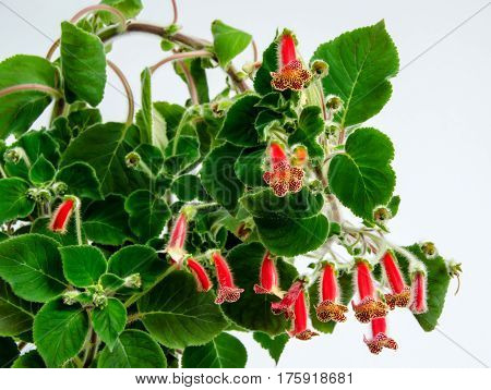 Red Yellow Kohleria Flowers, Green Plant, Close Up
