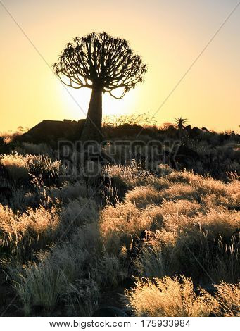 Beautiful african sunset with silhouetted quivertrees and illuminated grassland. Namibia near Keetmanshoop.