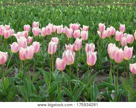 beauty Pink Tulips field in tokyo japan