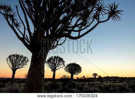 Beautiful african sunset with silhouetted quivertrees. Namibia near Keetmanshoop.
